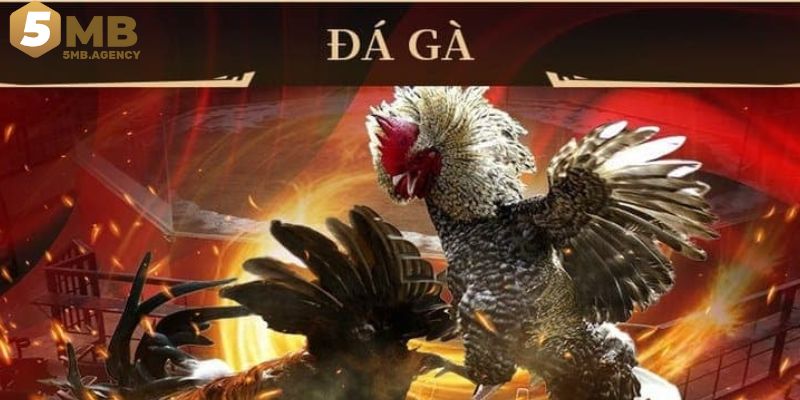 Đôi nét về nền tảng đá gà 5MB